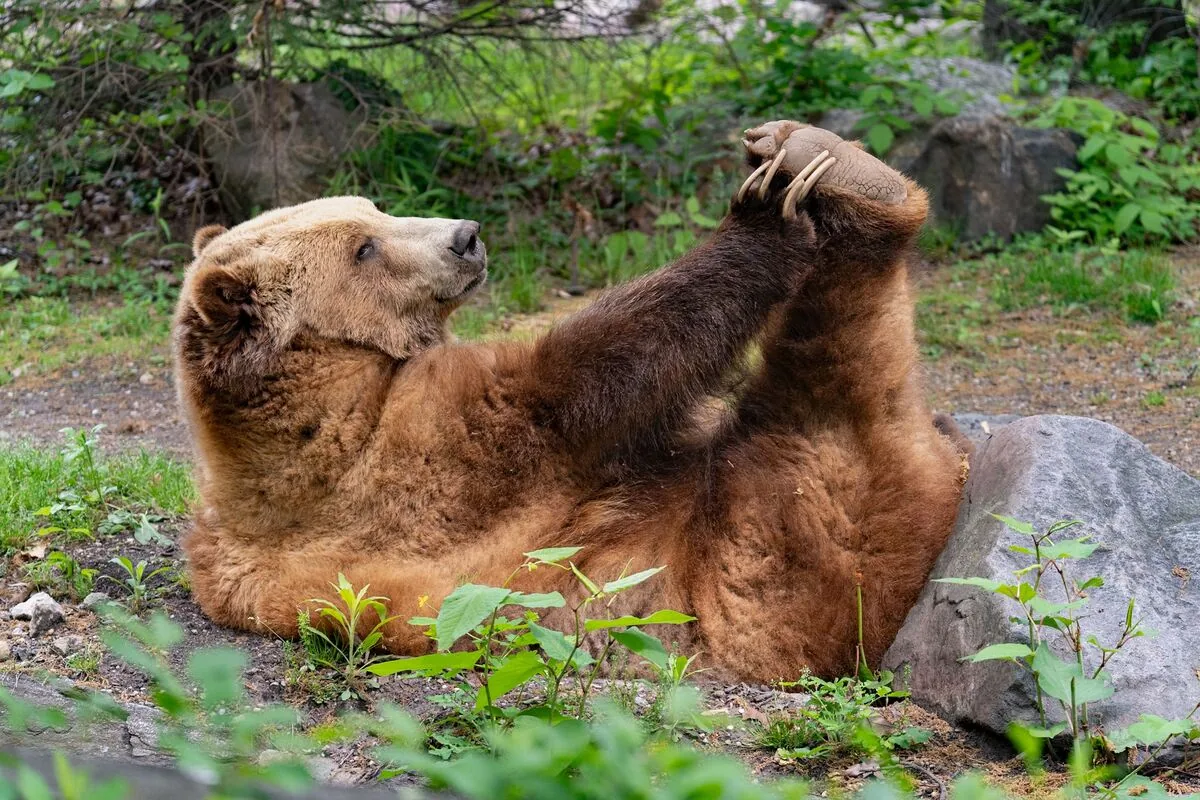 Best Bearish Option Strategies Compared